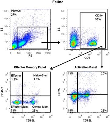 Histological, Immunological, and Genetic Analysis of Feline Chronic Gingivostomatitis